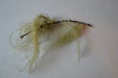Usnea scabrata