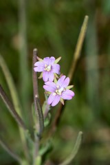 Epilobium gunnianum