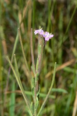 Epilobium gunnianum