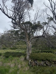 Eucalyptus pauciflora