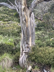 Eucalyptus pauciflora