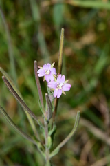 Epilobium gunnianum