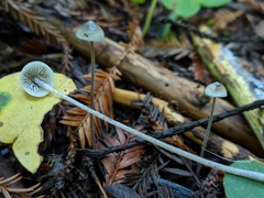 Mycena amicta