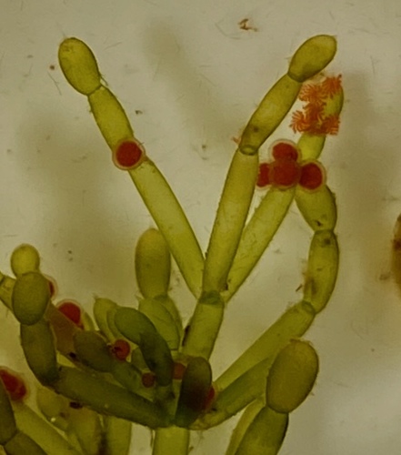 Representative image of Charophyceae