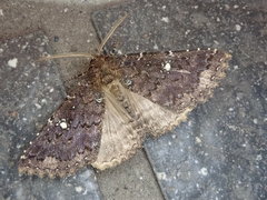 Hypersypnoides astrigera