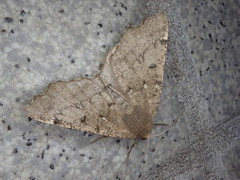 Odontopera bidentata