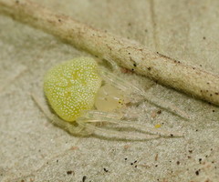Araneus circulissparsus