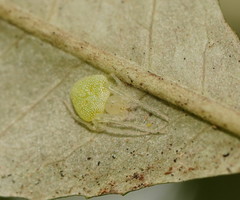 Araneus circulissparsus