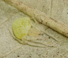 Araneus circulissparsus