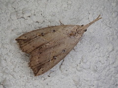 Hypena whitelyi
