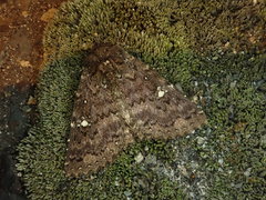 Hypersypnoides astrigera