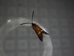 Nemophora staudingerella