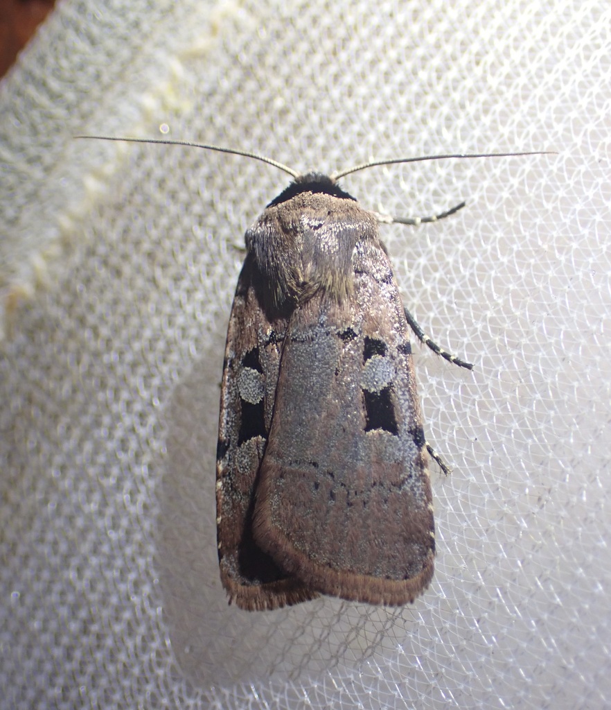 Ochropleura gaedei
