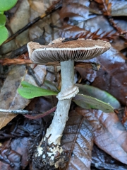 Agaricus arorae