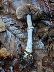 Agaricus arorae