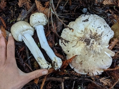 Agaricus buckmacadooi