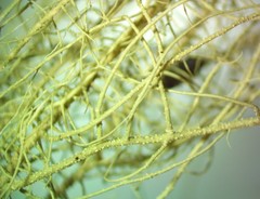 Usnea scabrata