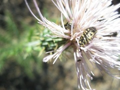 Acmaeodera decipiens