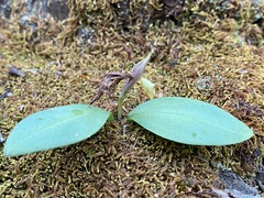 Chiloglottis valida