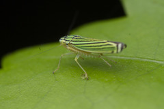Sibovia