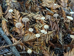 Paragymnopus sequoiae