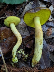 Aureoboletus citriniporus