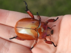 Anoplognathus montanus