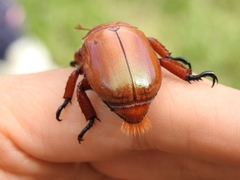 Anoplognathus montanus