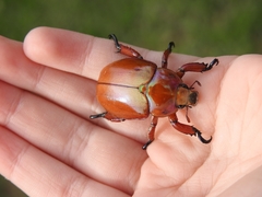 Anoplognathus montanus