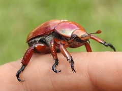 Anoplognathus montanus