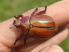 Anoplognathus montanus