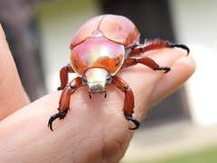 Anoplognathus montanus