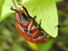 Anoplognathus montanus