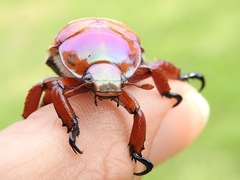 Anoplognathus montanus