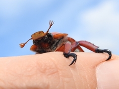 Anoplognathus montanus