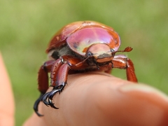 Anoplognathus montanus