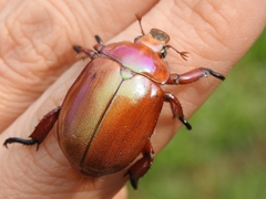 Anoplognathus montanus