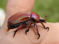 Anoplognathus montanus