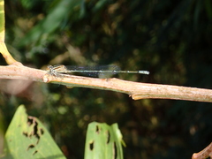 Pseudagrion australasiae