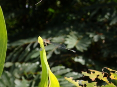 Pseudagrion australasiae