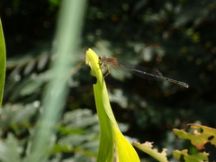 Pseudagrion australasiae