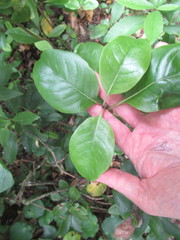 Coprosma chathamica