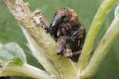 Cryptorhynchus melastomae