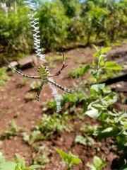 Argiope australis
