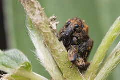 Cryptorhynchus melastomae