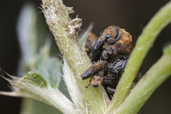 Cryptorhynchus melastomae