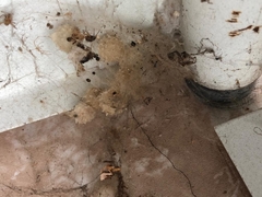 Latrodectus geometricus