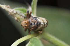 Cryptorhynchus melastomae