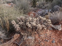 Cylindropuntia whipplei