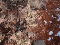 Cylindropuntia whipplei